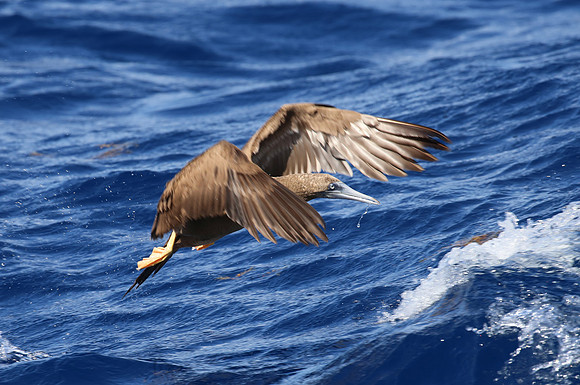 Brown Booby - Martinique