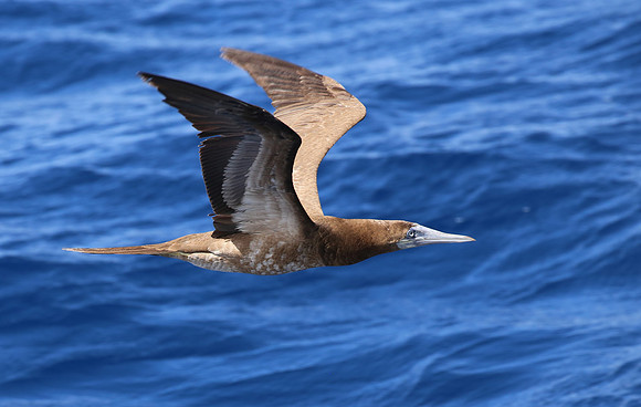 Brown Booby - Martinique