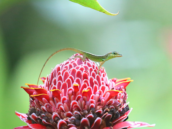 Martinique Anole - Martinique, Lesser Antilles