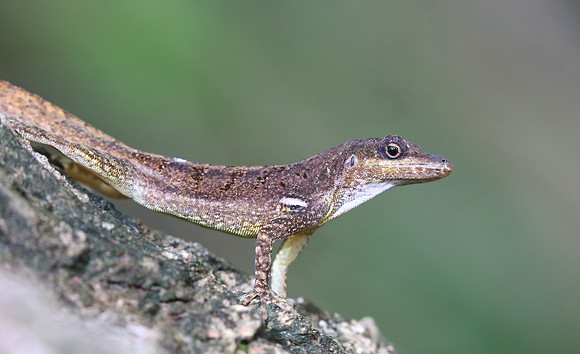 Martinique Anole - Martinique, Lesser Antilles
