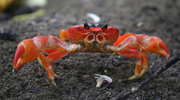 Blackback Land Crab - Martinique, Lesser Antilles