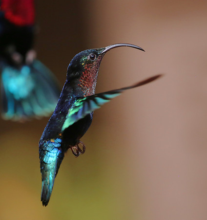 Purple-throated Carib - Martinique, Lesser Antilles