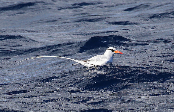 Red-billed Tropicbird - Martinique, Lesser Antilles