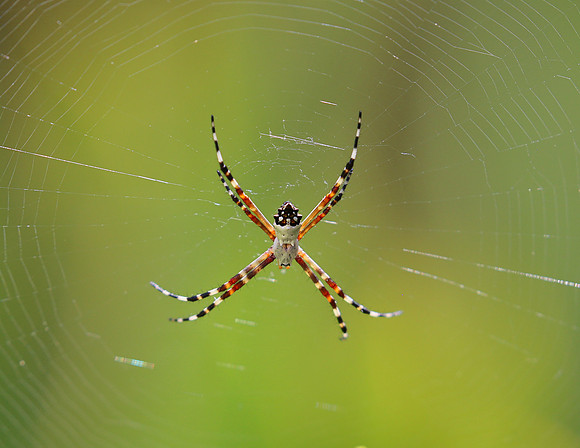 Silver Argiope - Martinique, Lesser Antilles