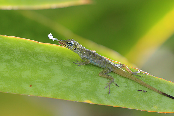 Martinique Anole Shedding - Martinique, Lesser Antilles