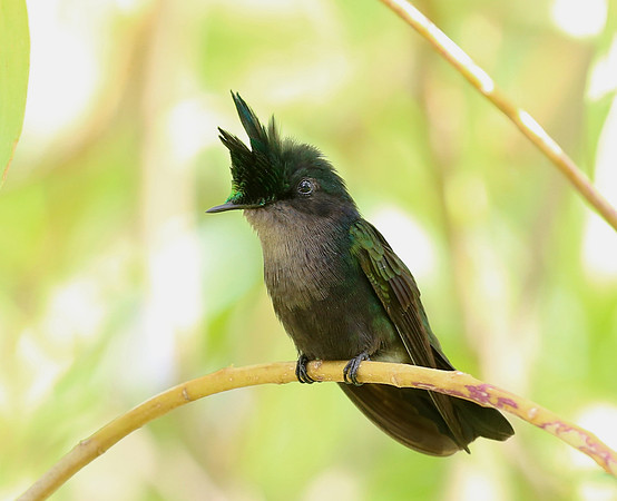 Antillean Crested Hummingbird - Martinique, Lesser Antilles