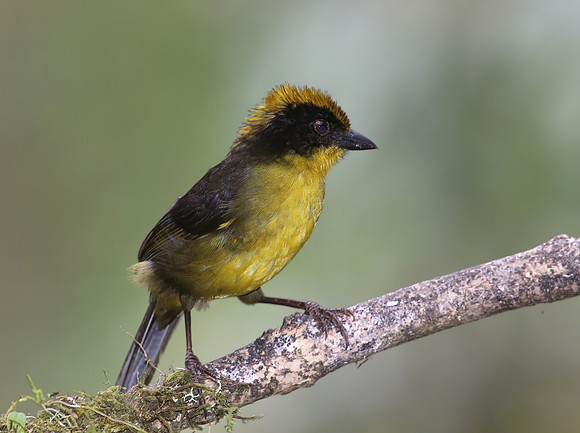 Tricolored Brush-Finch - Mindo, Ecuador
