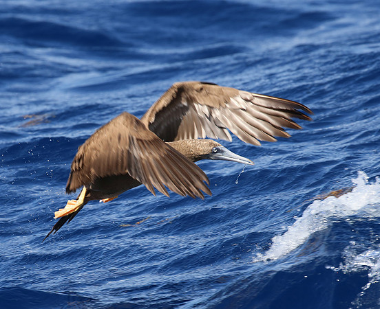 Brown Booby - Martinique