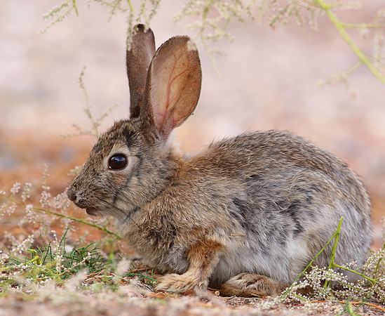 Desert Cottontail - Henderson, Nevada