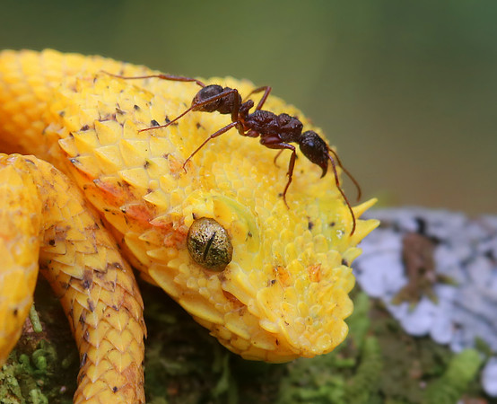 Eyelash Viper and Ant - Laguna Lagarto, Costa Rica