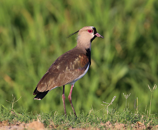 Southern Lapwing - Casa Solimar, Costa Rica