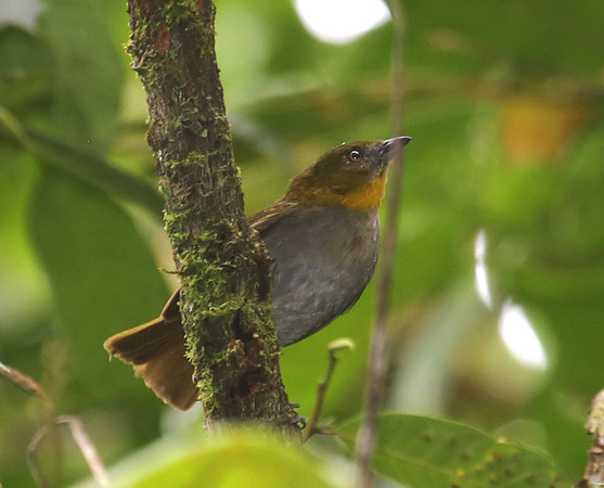 Yellow-throated Bush-Tanager - Mindo, Ecuador