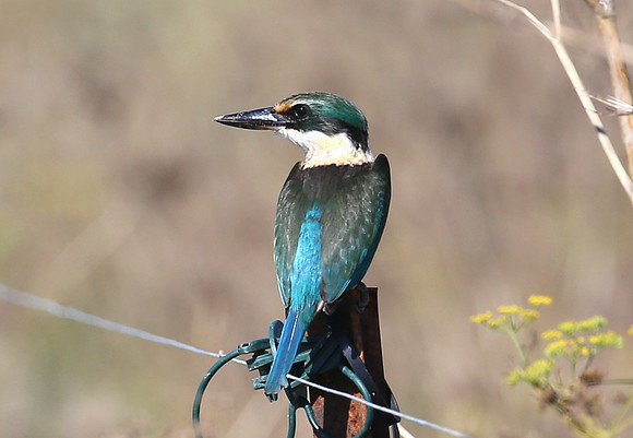New Zealand Kingfisher - Pukorokoro Miranda Shorebird Center, Ne