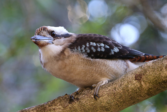 Laughing Kookaburra - Sydney, Australia