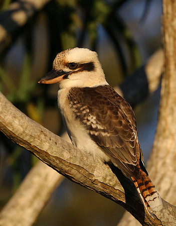 Laughing Kookaburra - Sydney, Australia