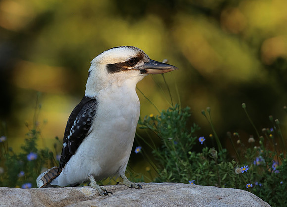 Laughing Kookaburra - Sydney, Australia