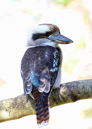 Laughing Kookaburra - Sydney, Australia