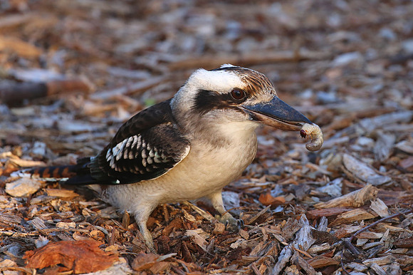 Laughing Kookaburra - Sydney, Australia