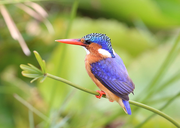 Malachite Kingfisher - Cape Town, South Africa