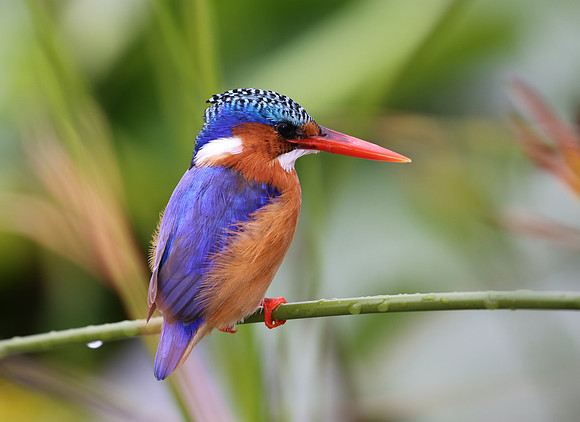 Malachite Kingfisher - Cape Town, South Africa