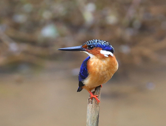 Madagascar Kingfisher - Moramanga, Madagascar