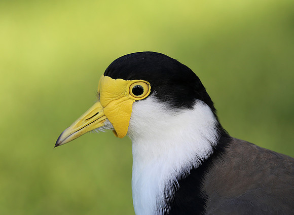 Masked Lapwing - Sydney, Australia