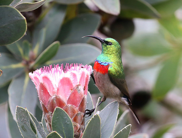 Southern Double-collared Sunbird - Cape Town, South Africa
