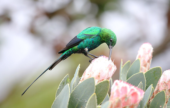 Malachite Sunbird - Cape Town, South Africa