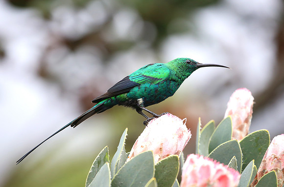 Malachite Sunbird - Cape Town, South Africa