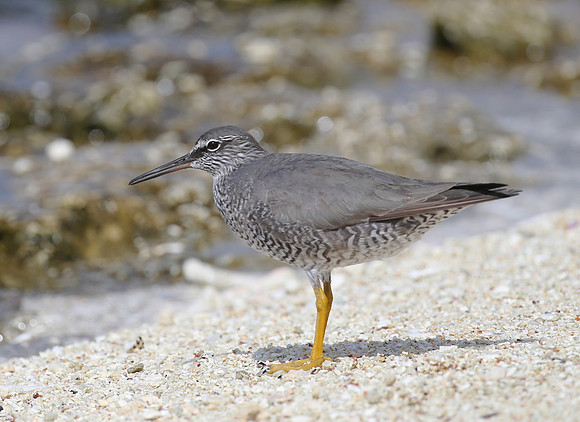 Wandering Tattler - Moorea, French Polynesia