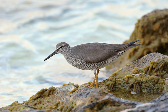 Wandering Tattler - Moorea, French Polynesia