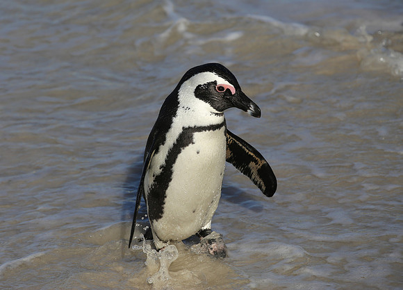 African Penguin - Cape Point, South Africa