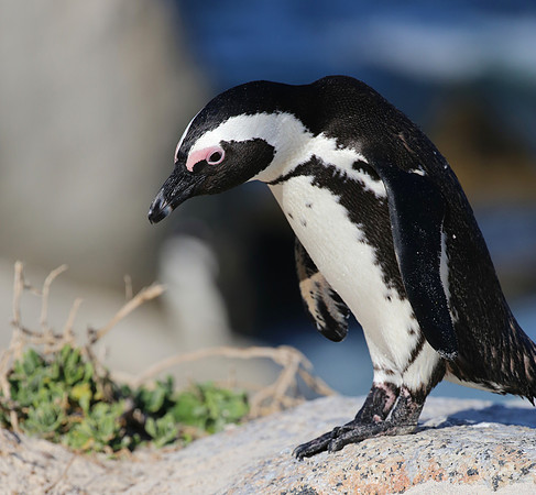 African Penguin - Cape Point, South Africa