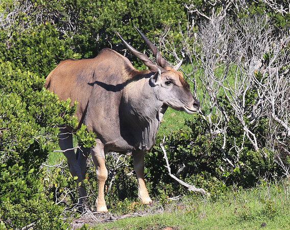 Common Eland - Cape Point, South Africa