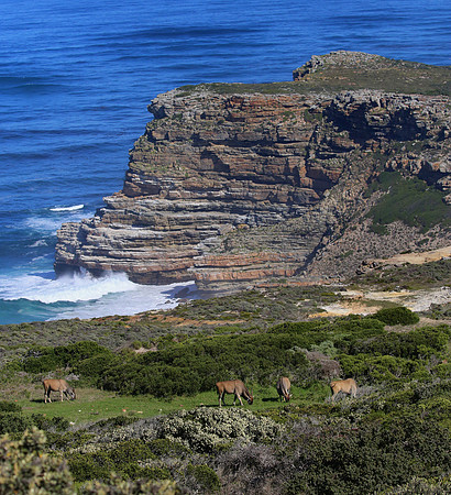 Common Eland - Cape Point, South Africa