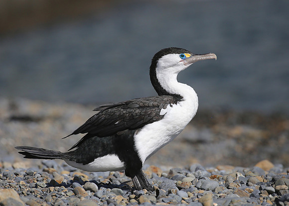 Pied Shag - Paekakariki, New Zealand