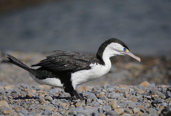 Pied Shag - Paekakariki, New Zealand