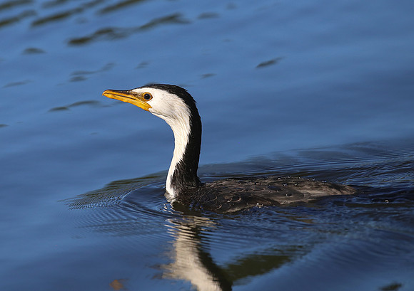 Little Shag - New Plymouth, New Zealand