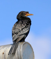 Reed Cormorant - Cape Town, South Africa