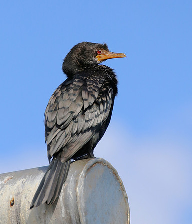 Reed Cormorant - Cape Town, South Africa
