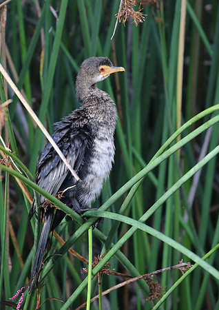 Reed Cormorant - Cape Town, South Africa