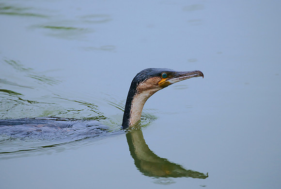 White-breasted cormorant - Cape Town, South Africa