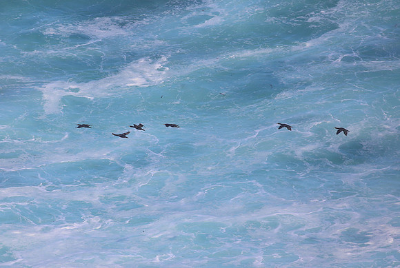 Cape cormorant - Cape Point, South Africa