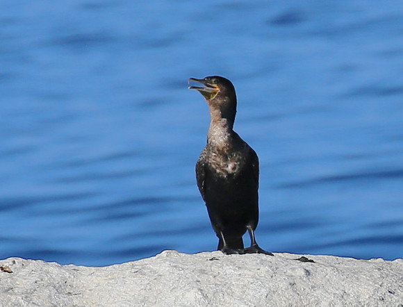 Cape cormorant - Cape Point, South Africa