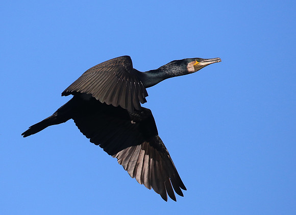 Black Shag - New Plymouth, New Zealand