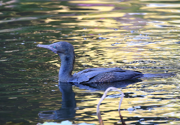 Little Black Shag - Sydney, Australia