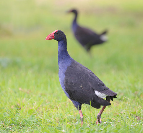 Australasian Swamphen - Havelock, New Zealand