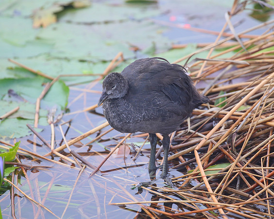 Red-knobbed Coot - Cape Town, South Africa.