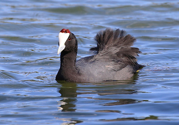 Red-knobbed Coot - Cape Town, South Africa