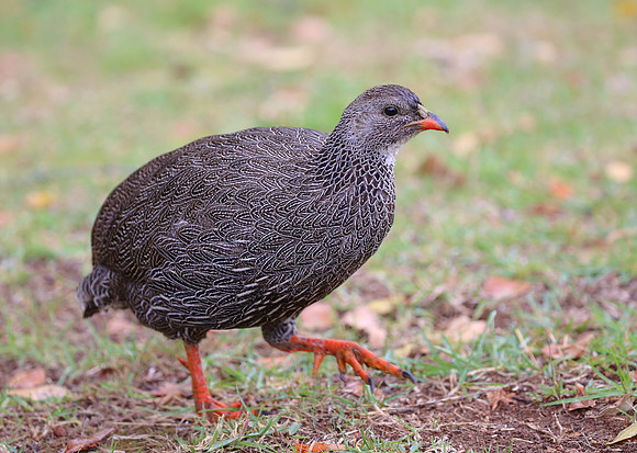Natal Spurfowl - Cape Town, South Africa.